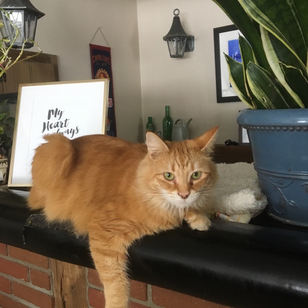 Meet your Posher, Sandi